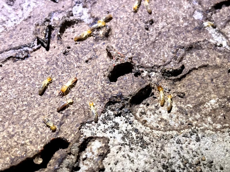 Termite Inspections